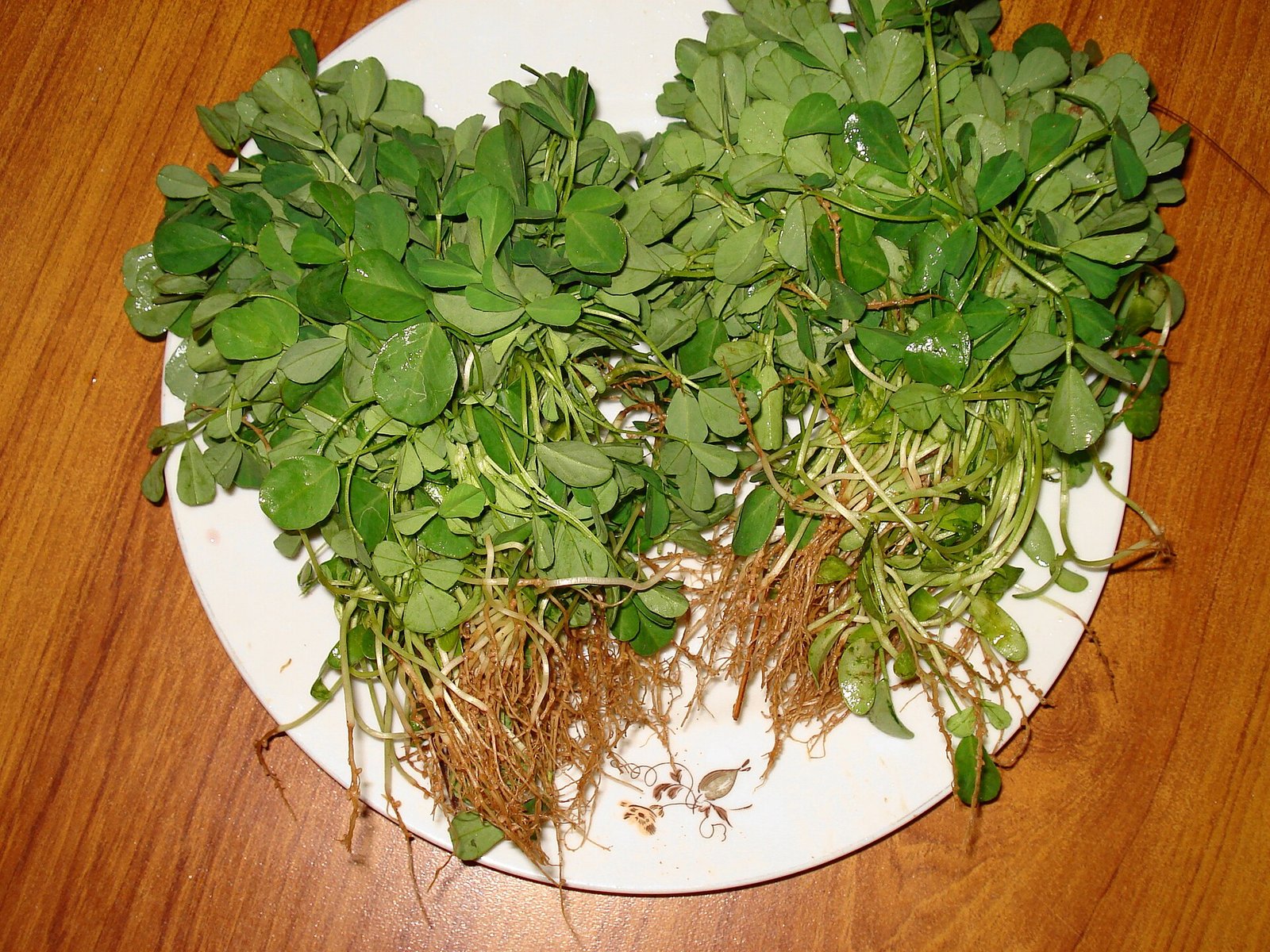 Fenugreek Leaves is known as Qasuri Methi in urdu, Qasure is a district in Punjab near Lahore. Qasuri Methi is known form its flavor.